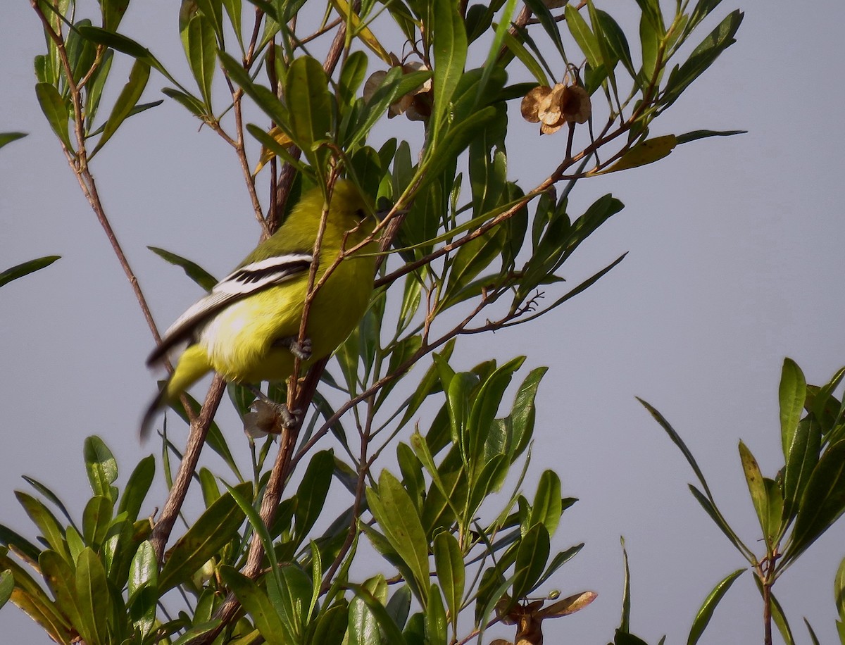 White-tailed Iora - ML290832121