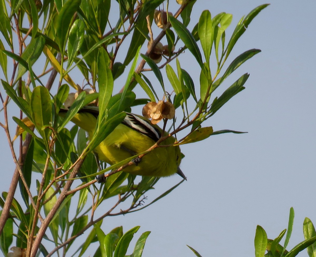 White-tailed Iora - ML290832131