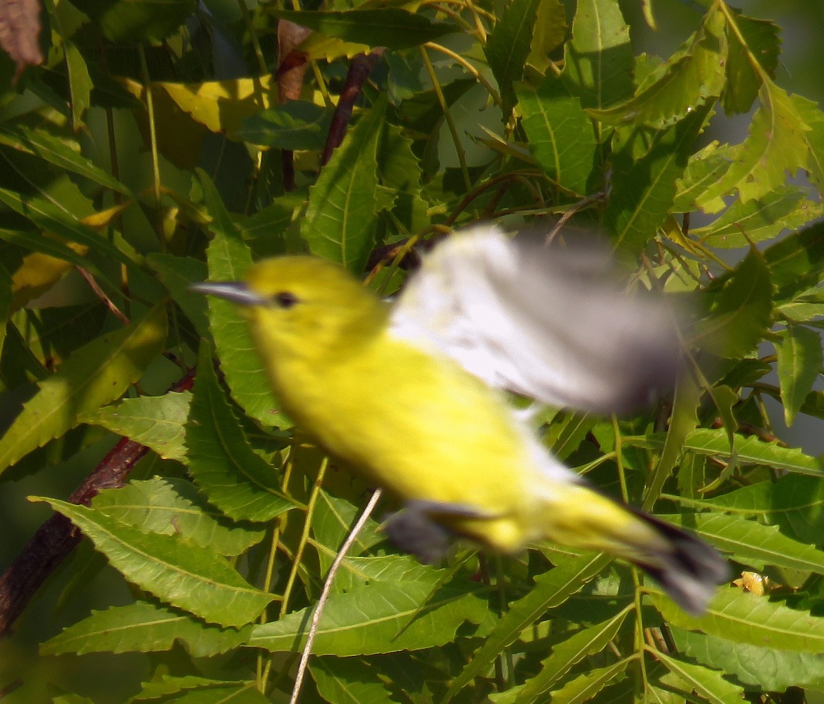 White-tailed Iora - ML290832151