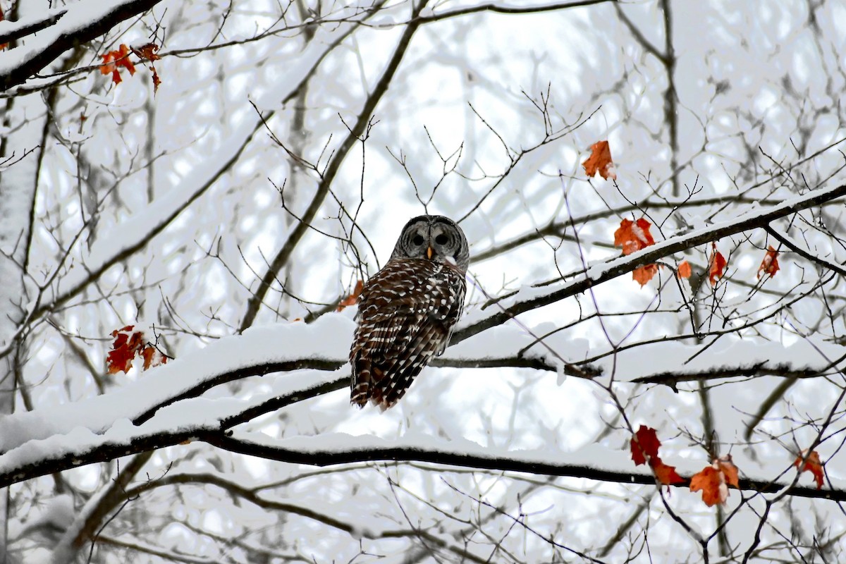 Barred Owl - ML290833681