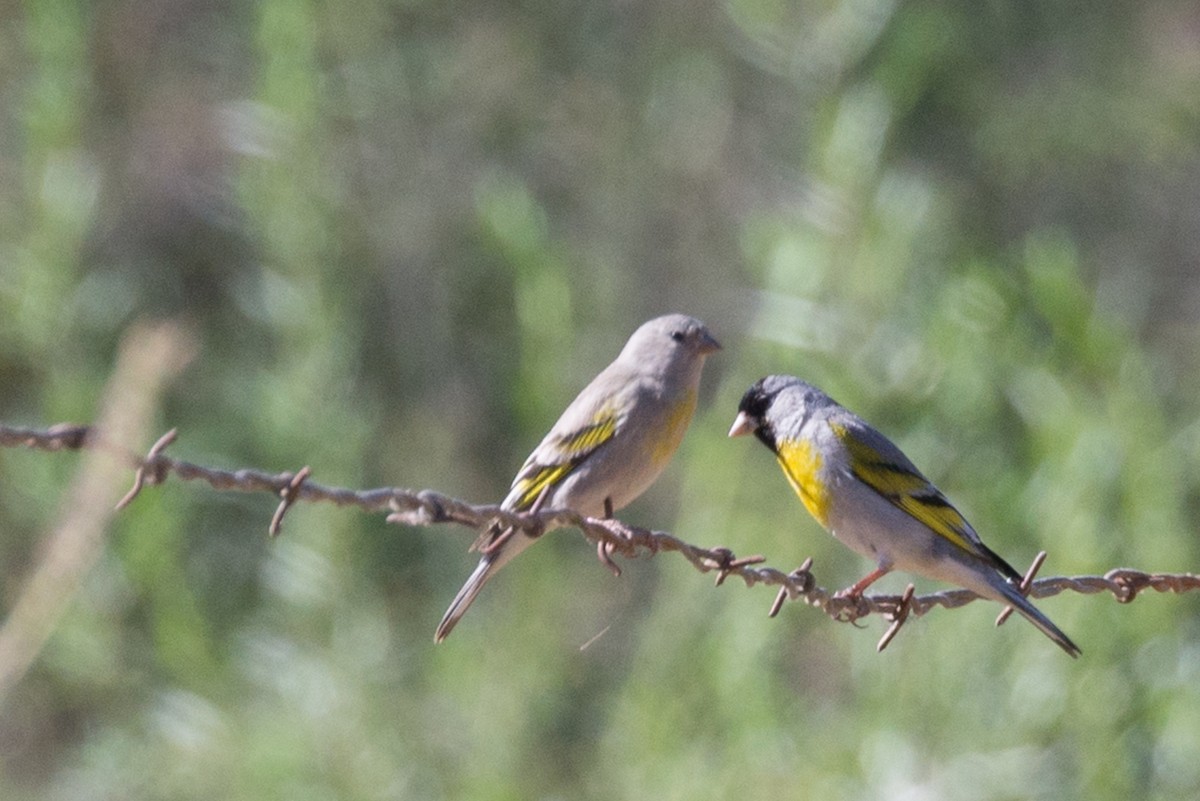 Lawrence's Goldfinch - ML29083571