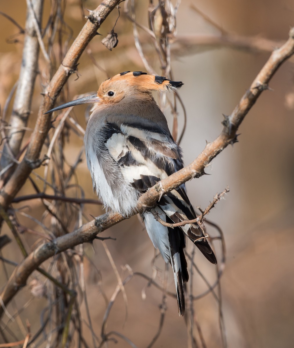 Eurasian Hoopoe - ML290835831