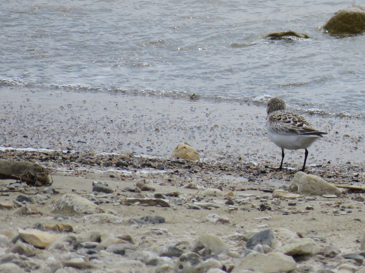 Bécasseau sanderling - ML29083601