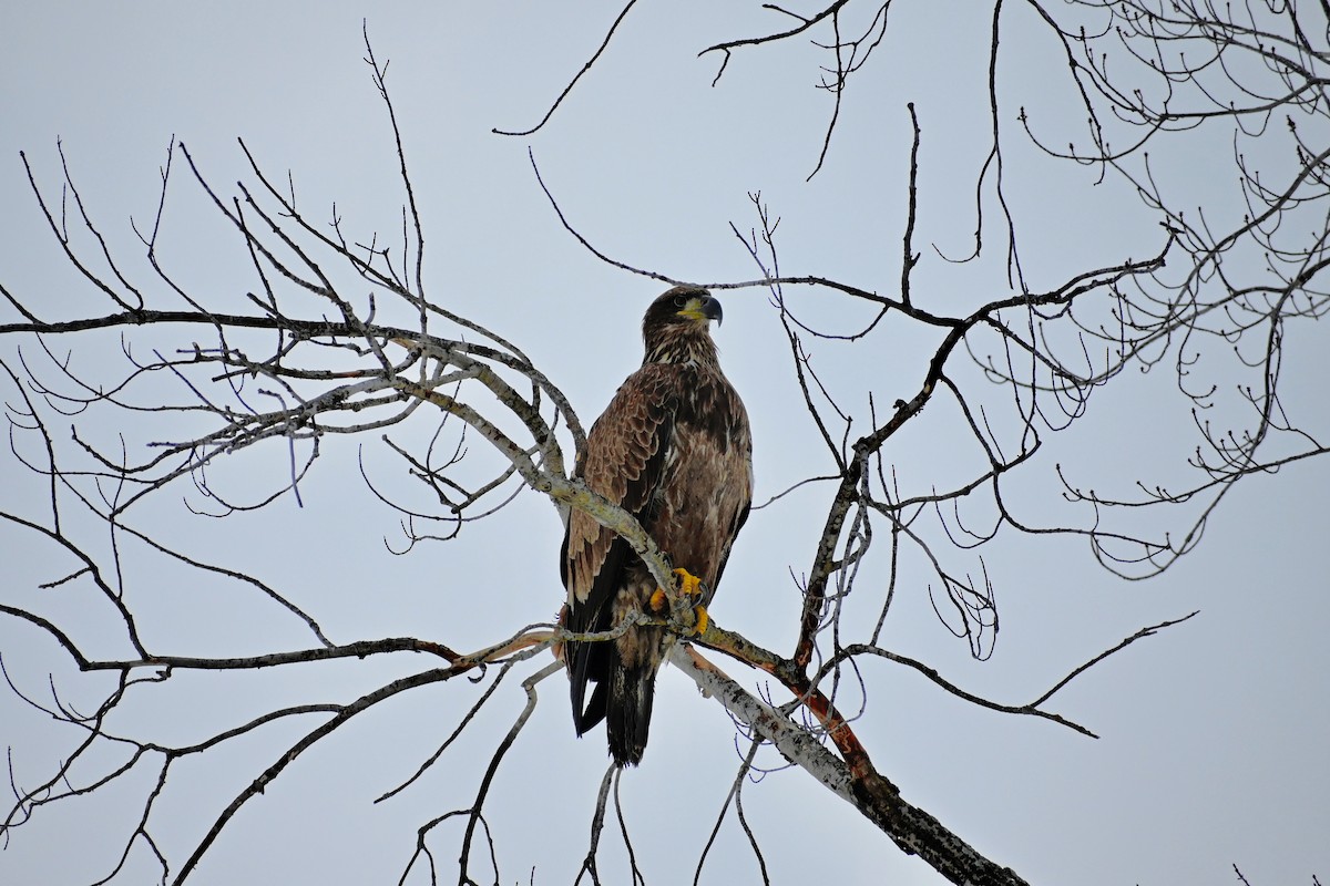 Bald Eagle - ML290837181