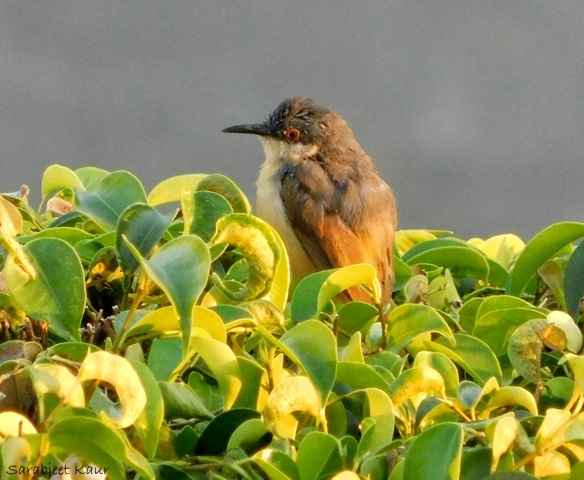 Ashy Prinia - ML290838471