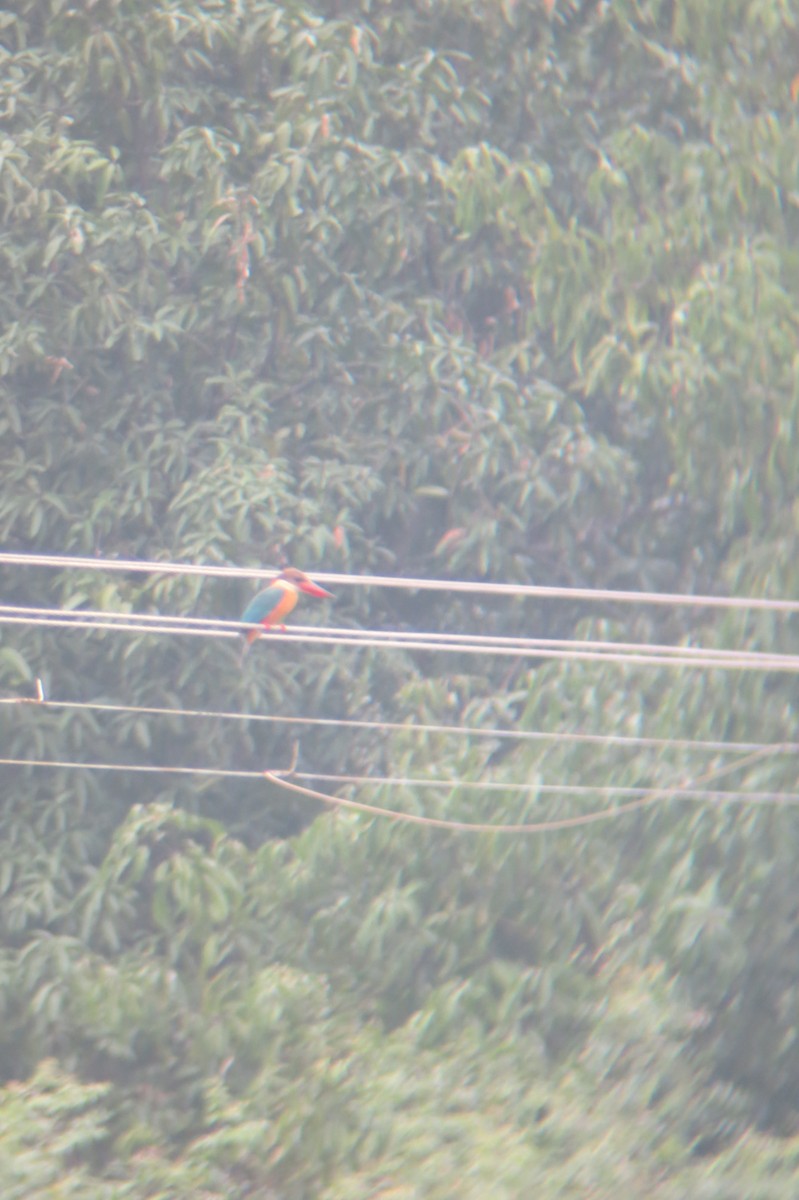 Stork-billed Kingfisher - Arvindh T