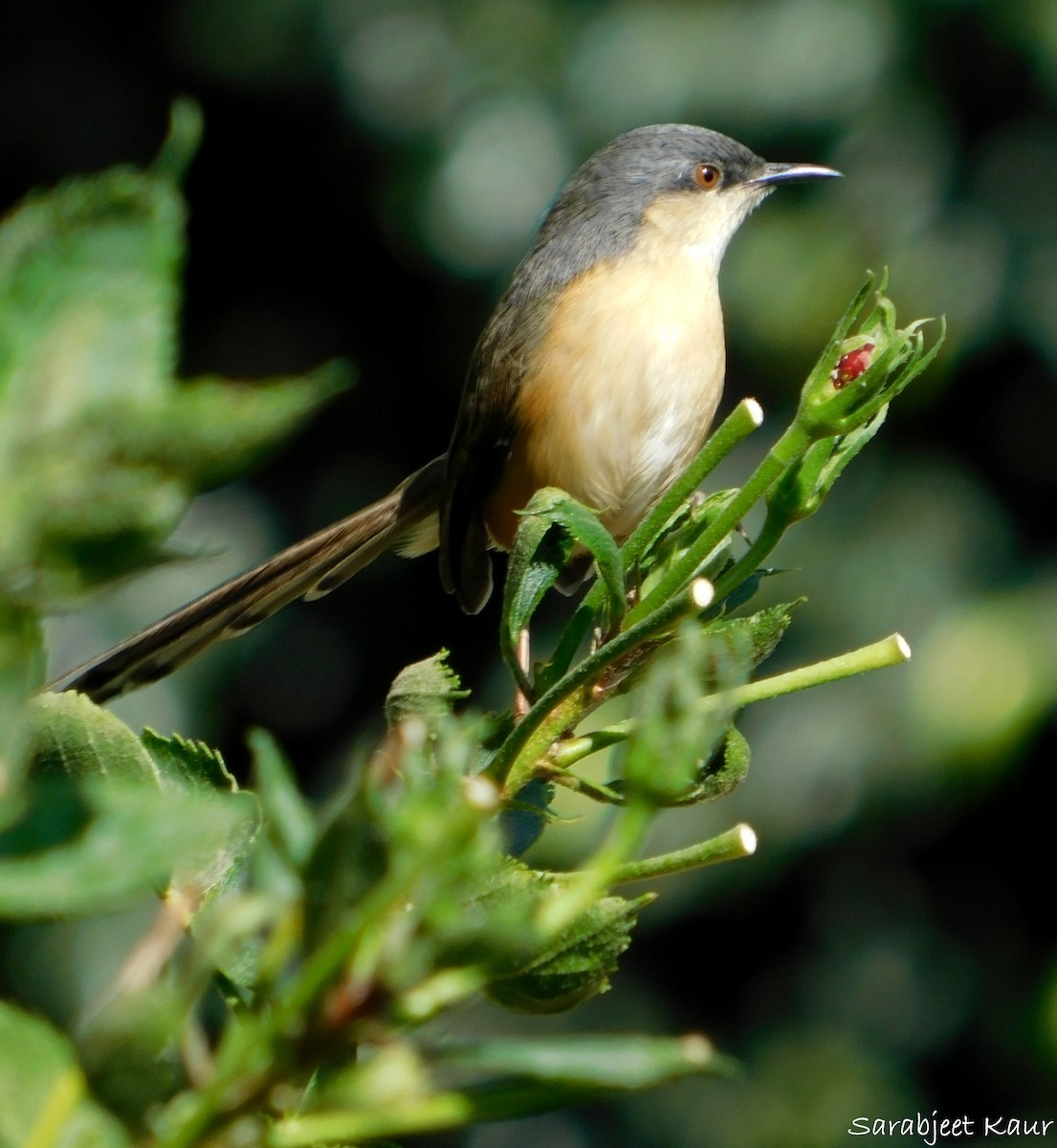 Ashy Prinia - ML290840051