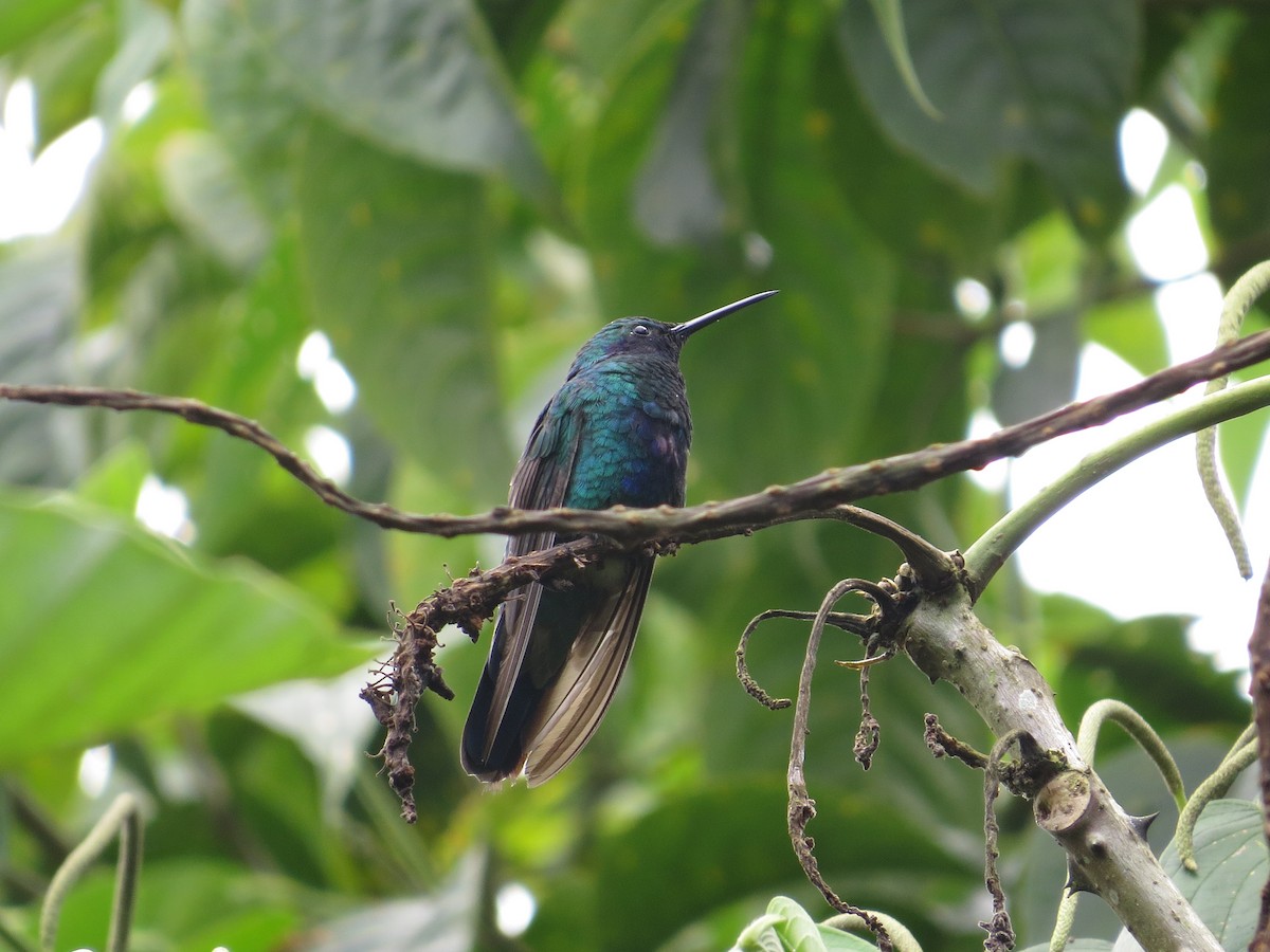 fiolørekolibri - ML290840821