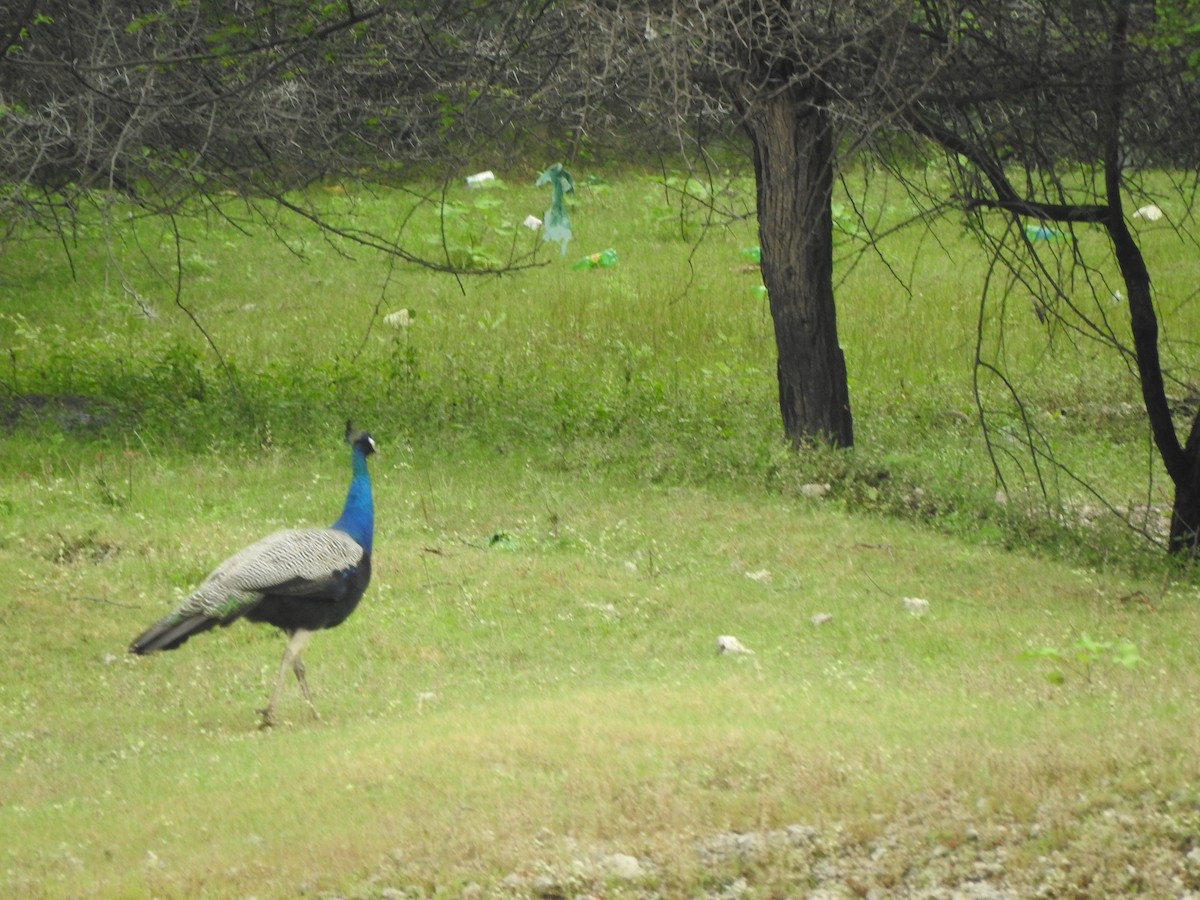 Indian Peafowl - ML290841221