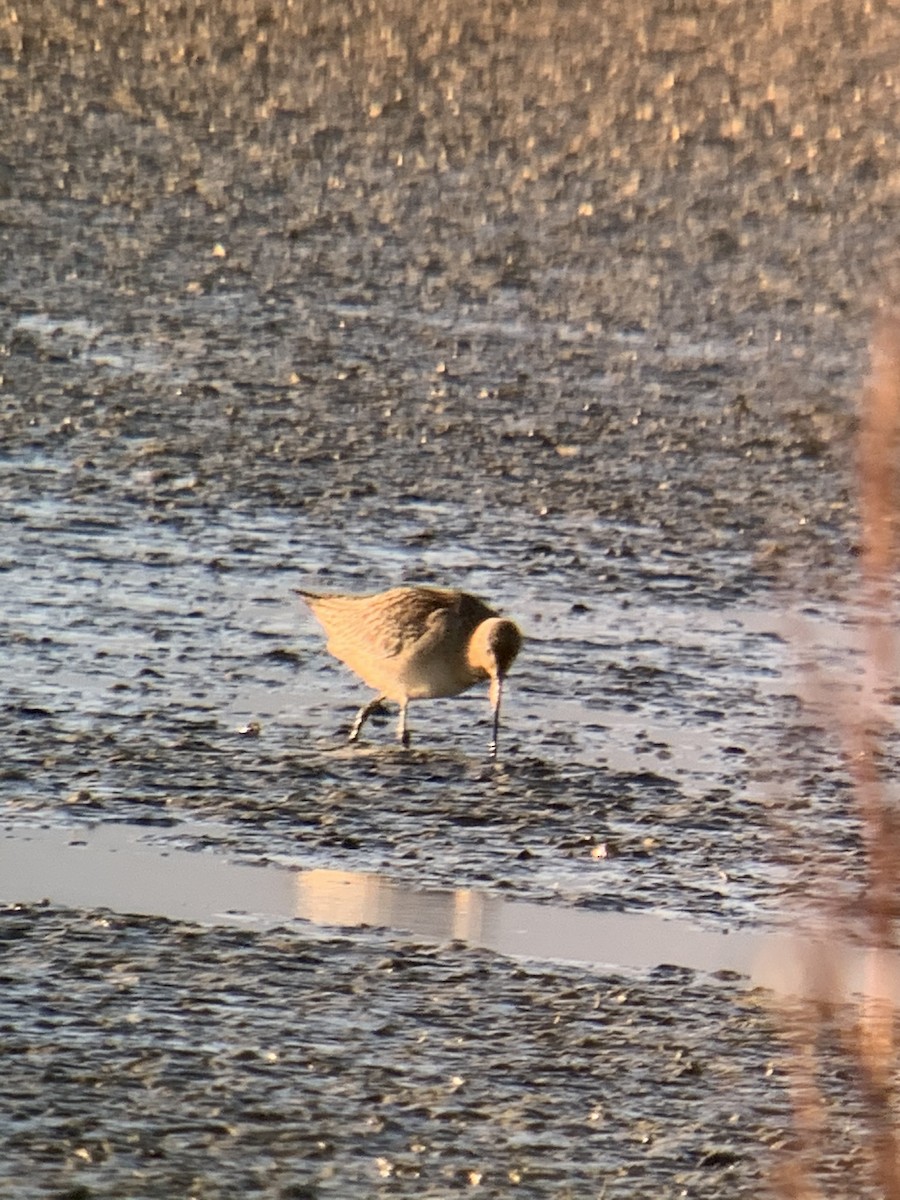 Bar-tailed Godwit - ML290842221