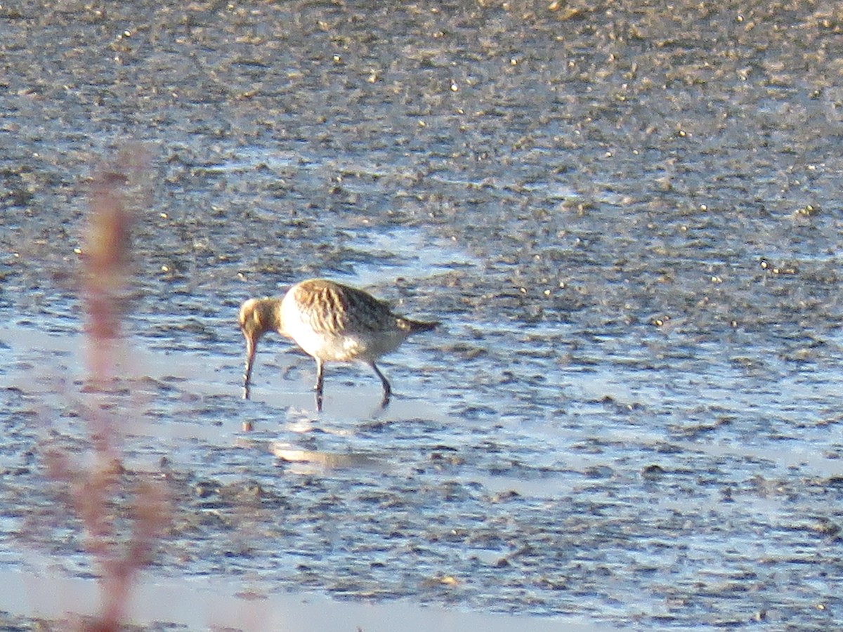 Bar-tailed Godwit - ML290842231