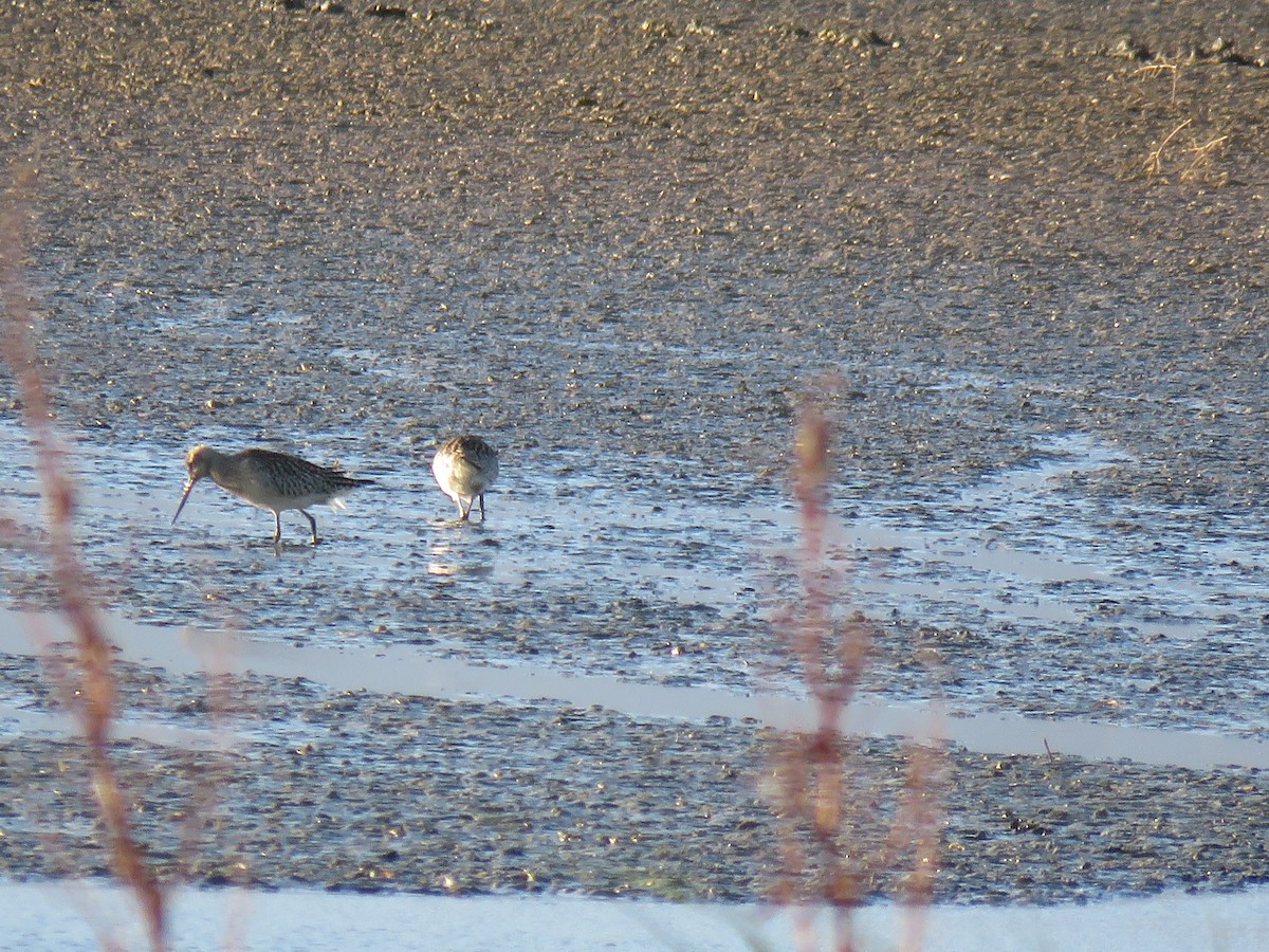 Bar-tailed Godwit - ML290842241