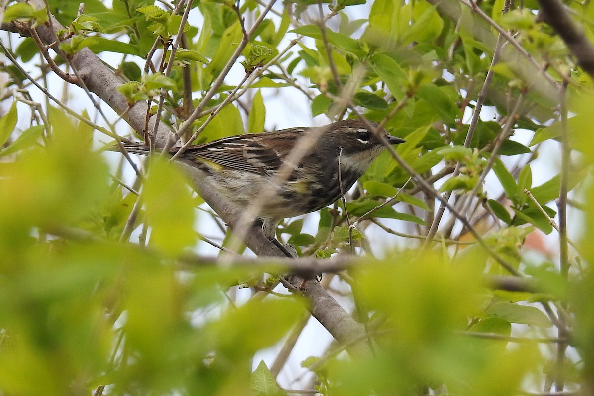 Yellow-rumped Warbler (Myrtle) - Anonymous