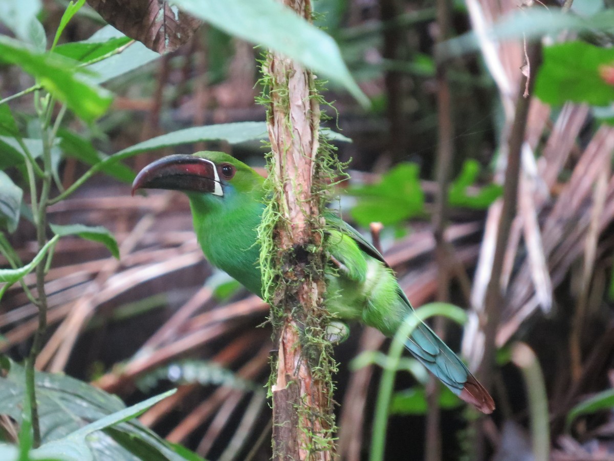 Crimson-rumped Toucanet - ML290844561