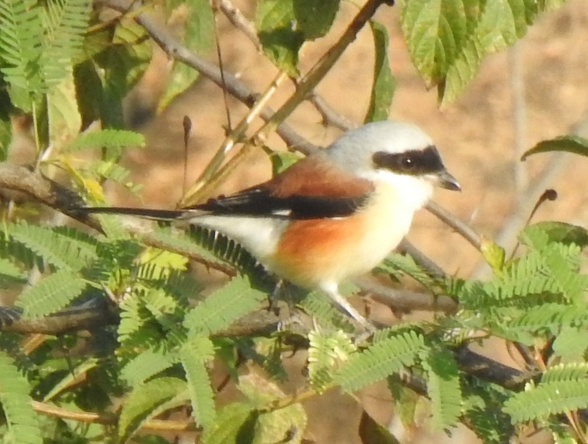 Bay-backed Shrike - ML290846831