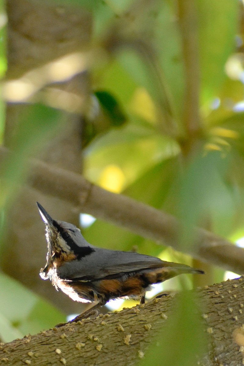 Indian Nuthatch - ML290848261