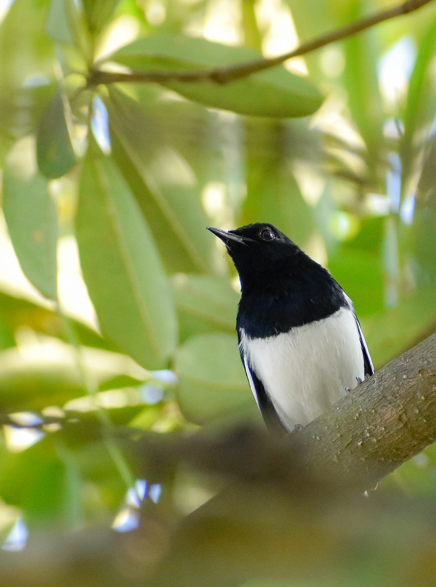 Oriental Magpie-Robin - ML290848281