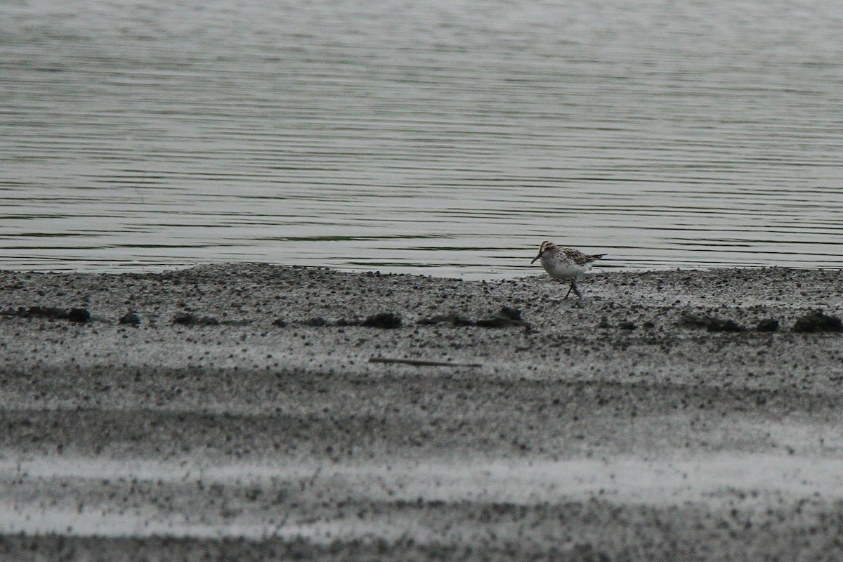 Broad-billed Sandpiper - Kuang-Ping Yu