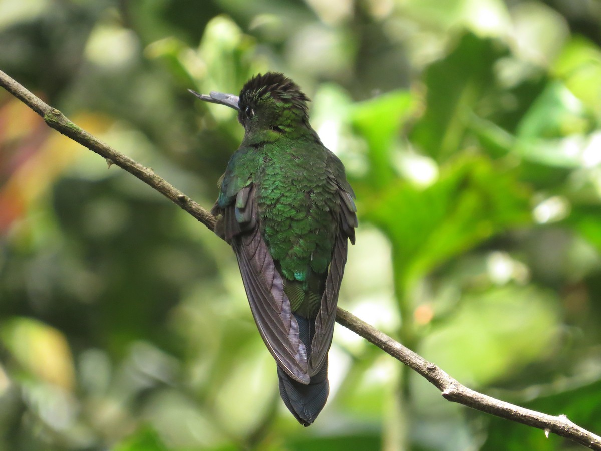 Green-crowned Brilliant - ML290849281