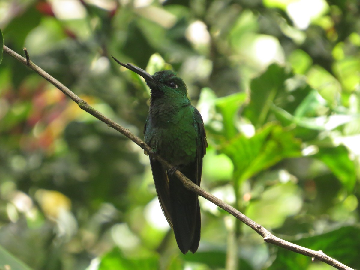 Green-crowned Brilliant - ML290849291