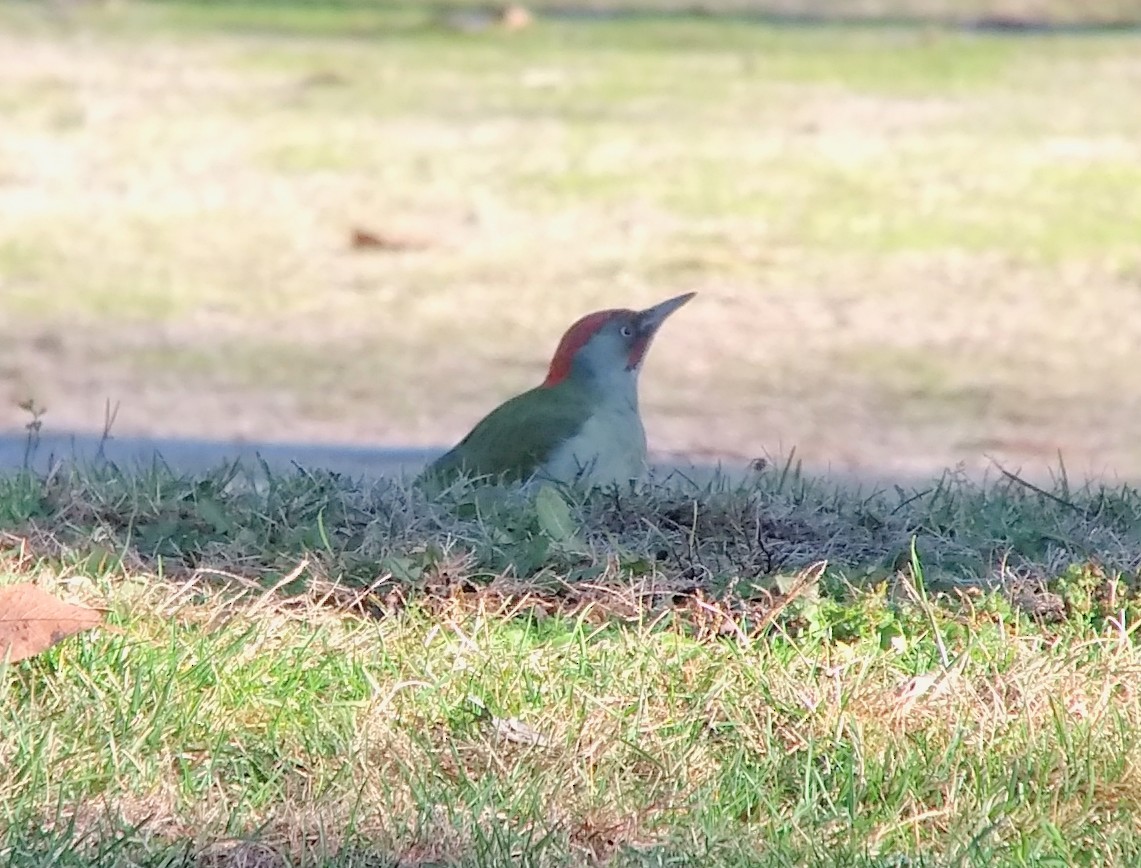 Iberian Green Woodpecker - ML290849381