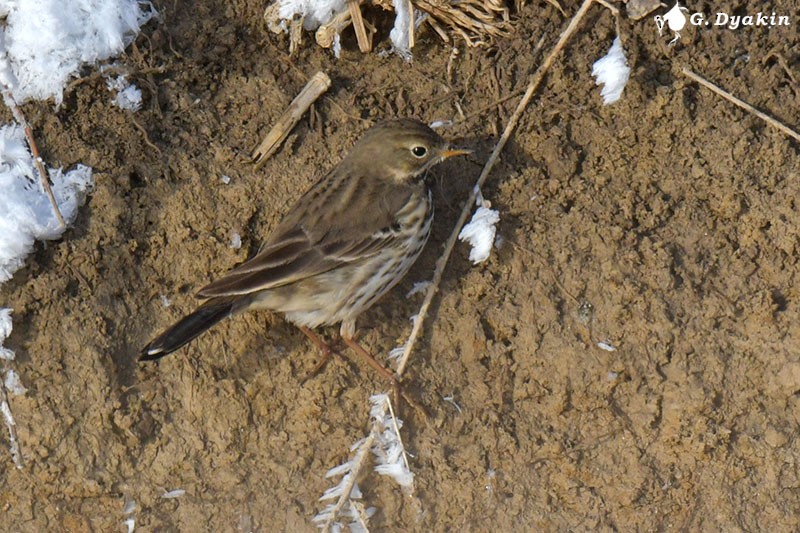 American Pipit (japonicus) - Gennadiy Dyakin