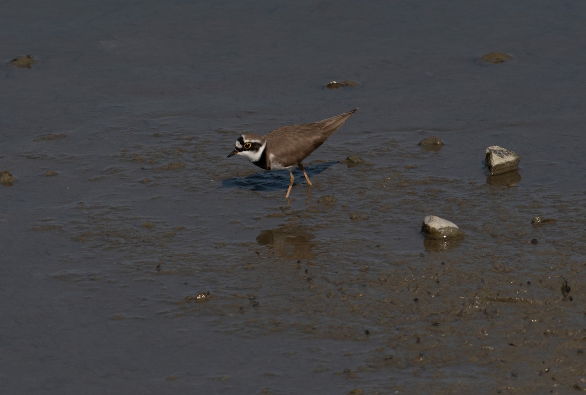 Little Ringed Plover - ML290851501