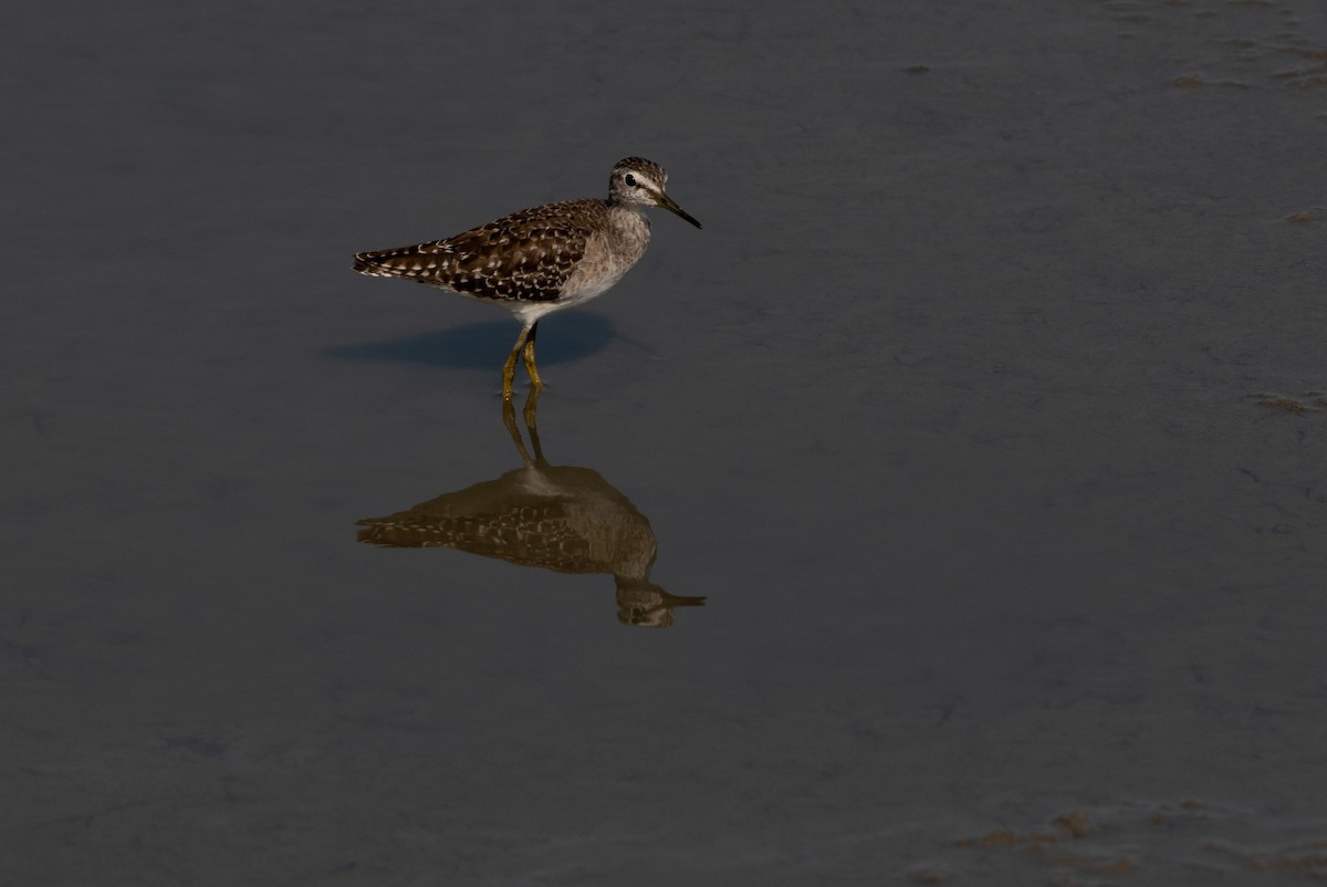 Wood Sandpiper - Liu JYUN-FU