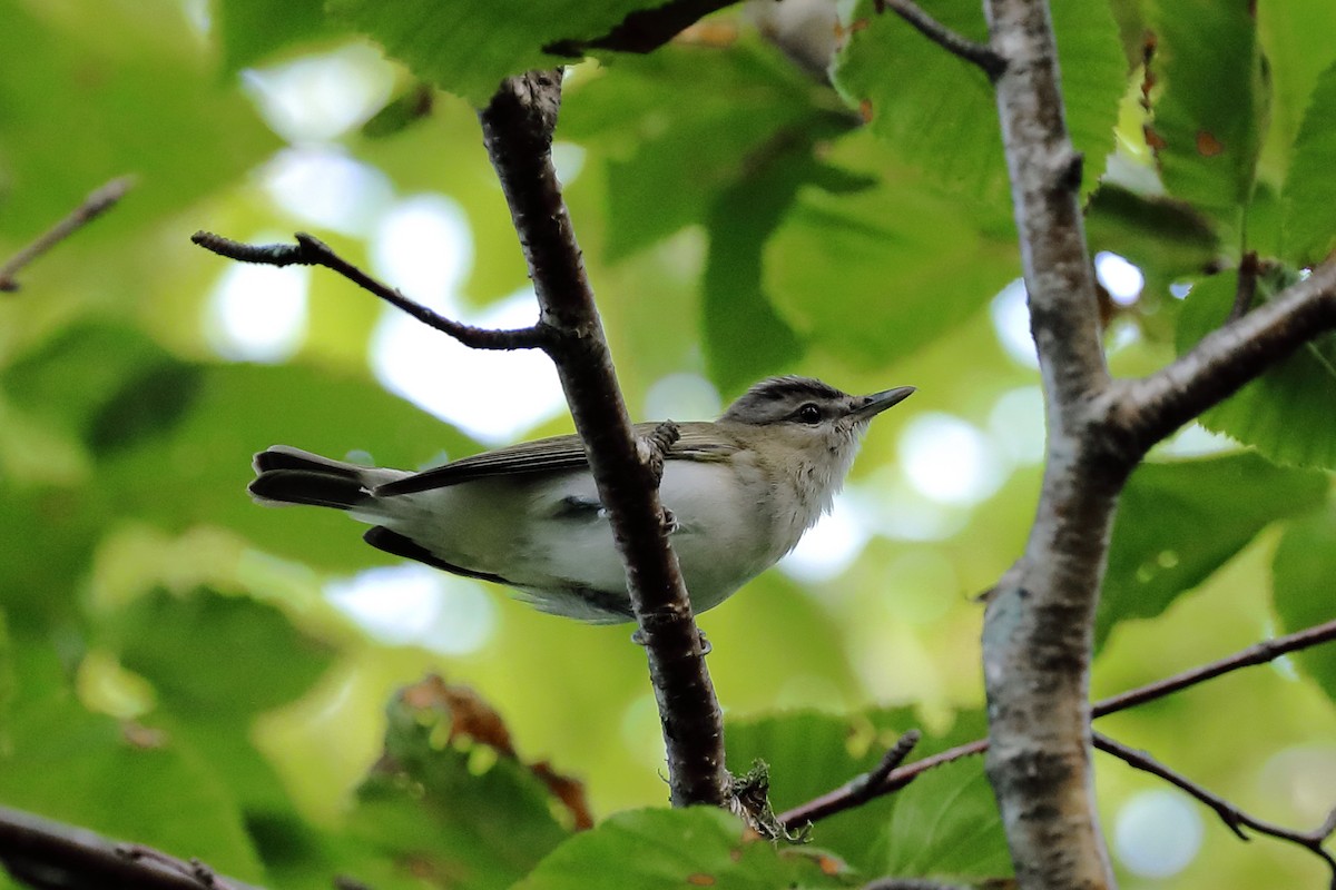 Red-eyed Vireo - ML290852711