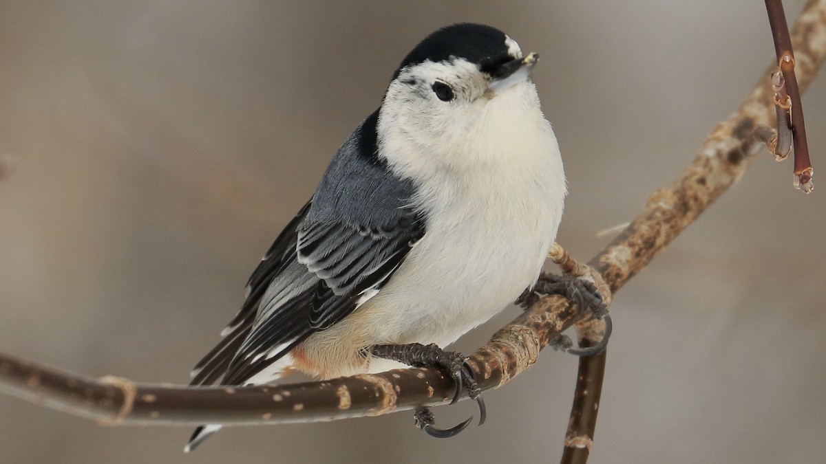 White-breasted Nuthatch - Sylvie Dionne