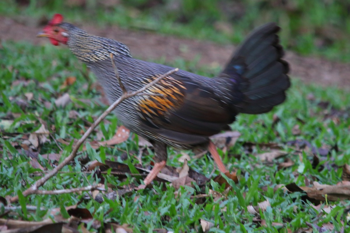 Gray Junglefowl - ML290853331