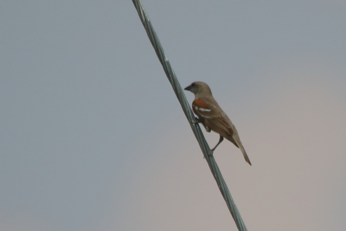 Yellow-throated Sparrow - ML290853341