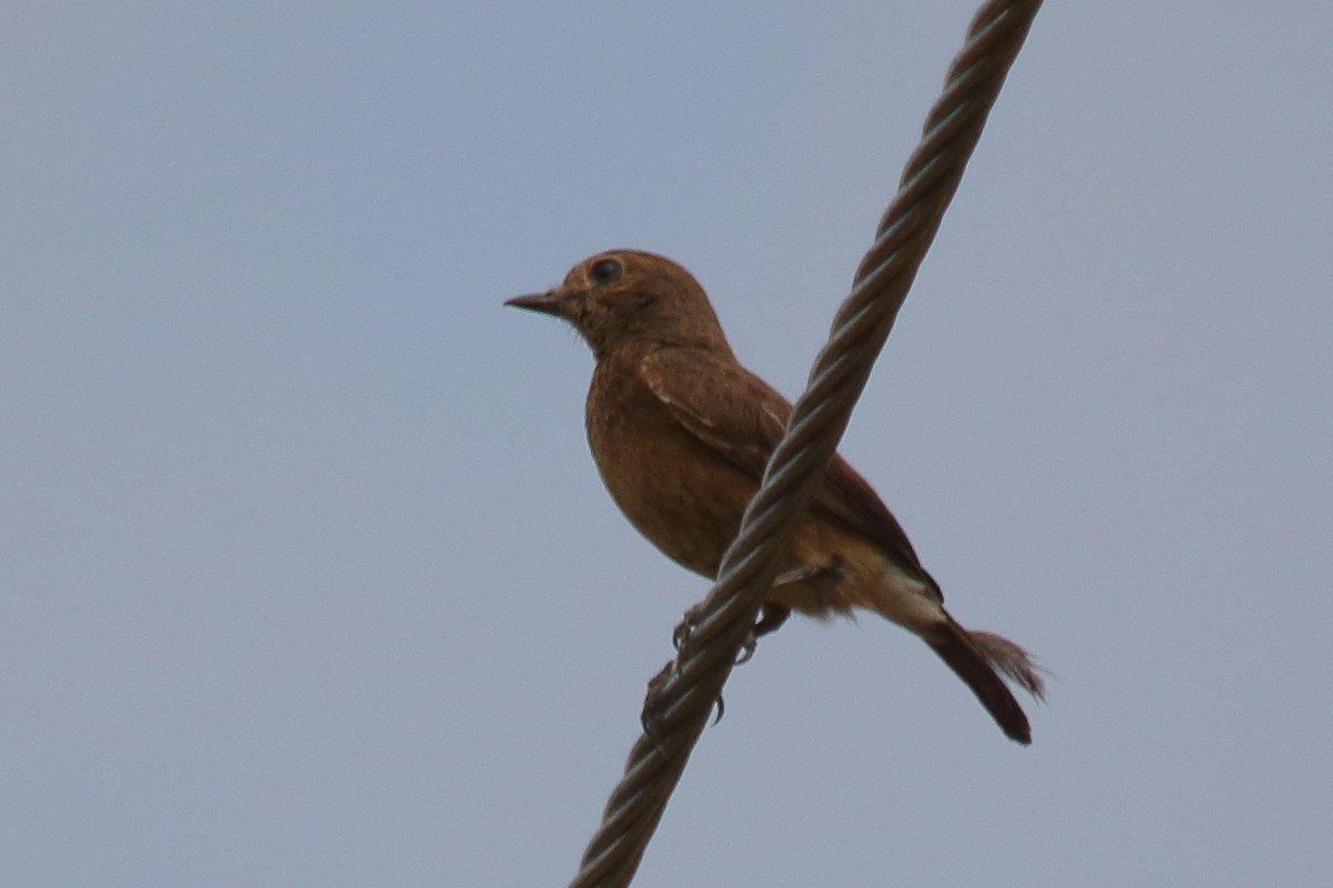 Pied Bushchat - ML290853361