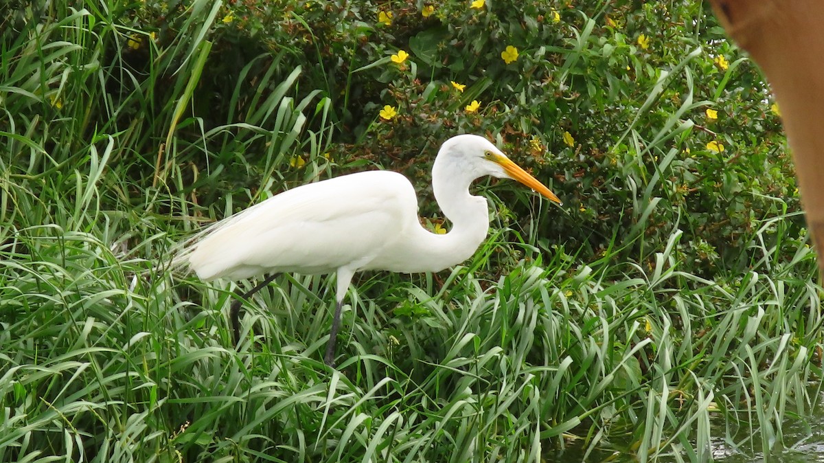 Great Egret - ML290854331