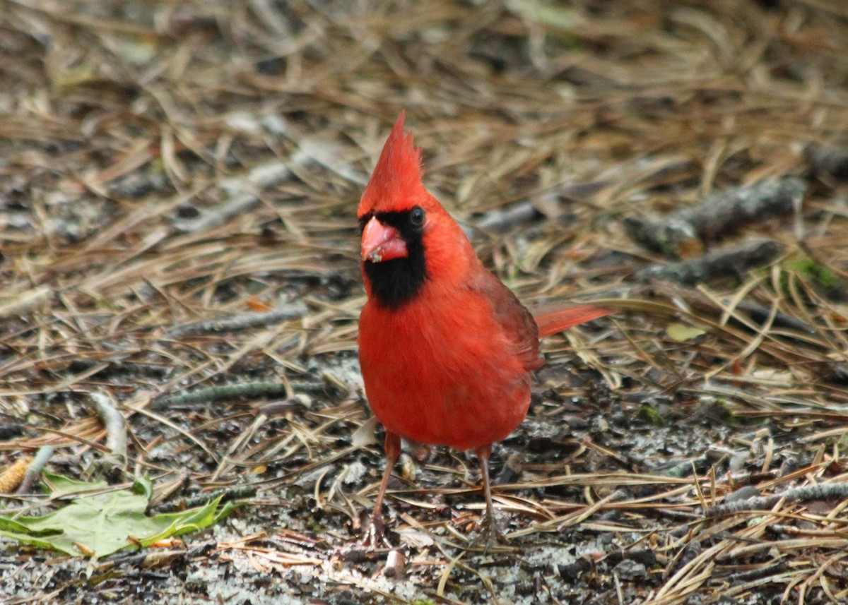 Cardinal rouge - ML290854521
