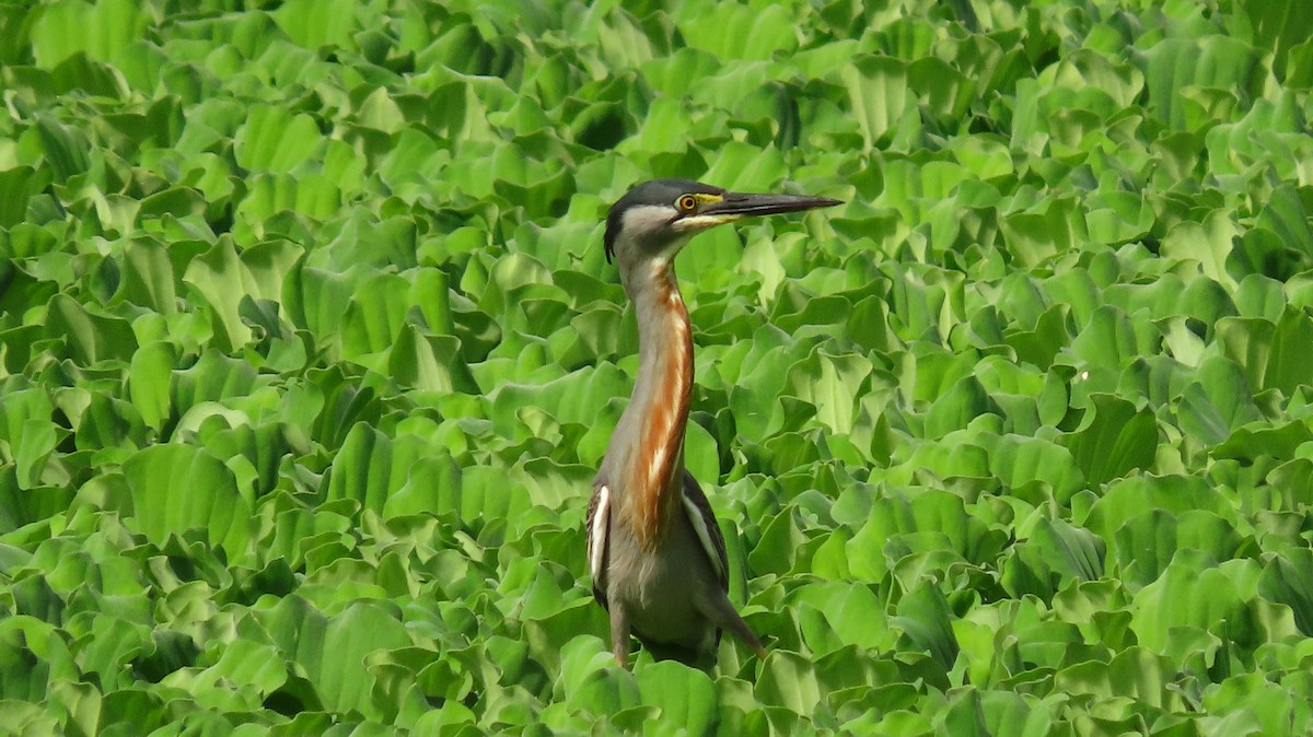 Striated Heron - ML290855021