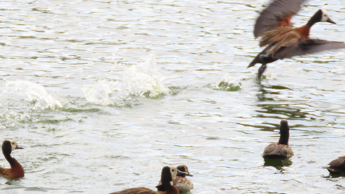 White-faced Whistling-Duck - ML290855081