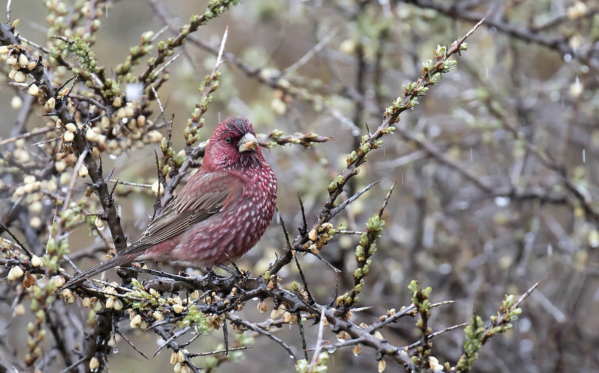 Great Rosefinch - ML290856261