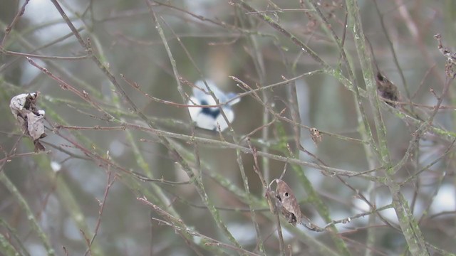 Mésange azurée - ML290856361