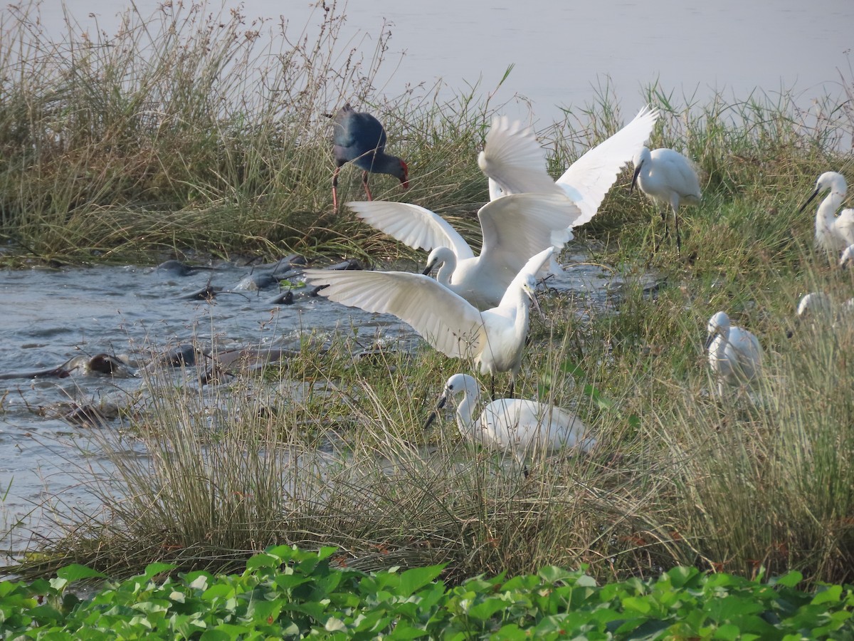 Little Egret - ML290857921