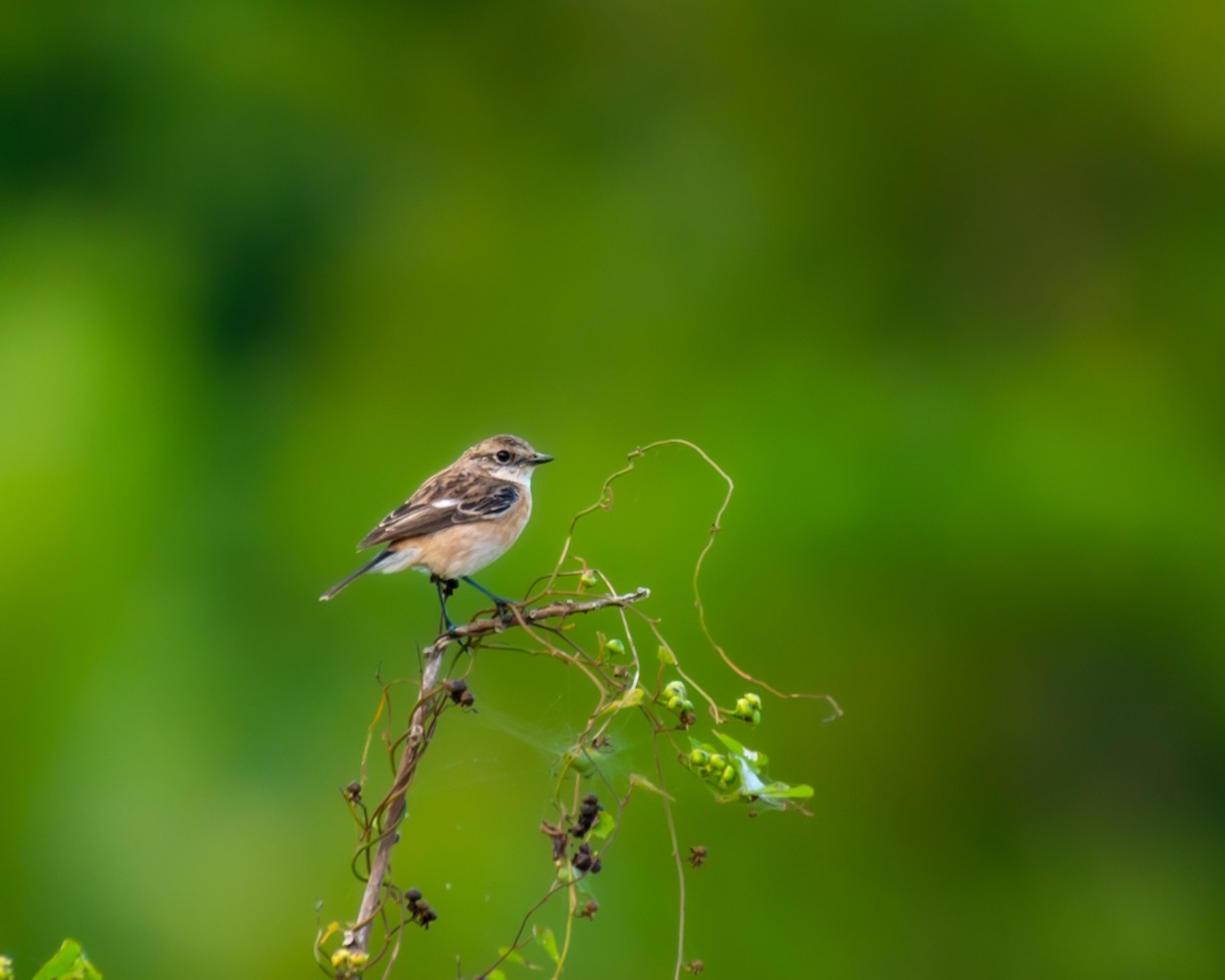 Amur Stonechat - ML290858151