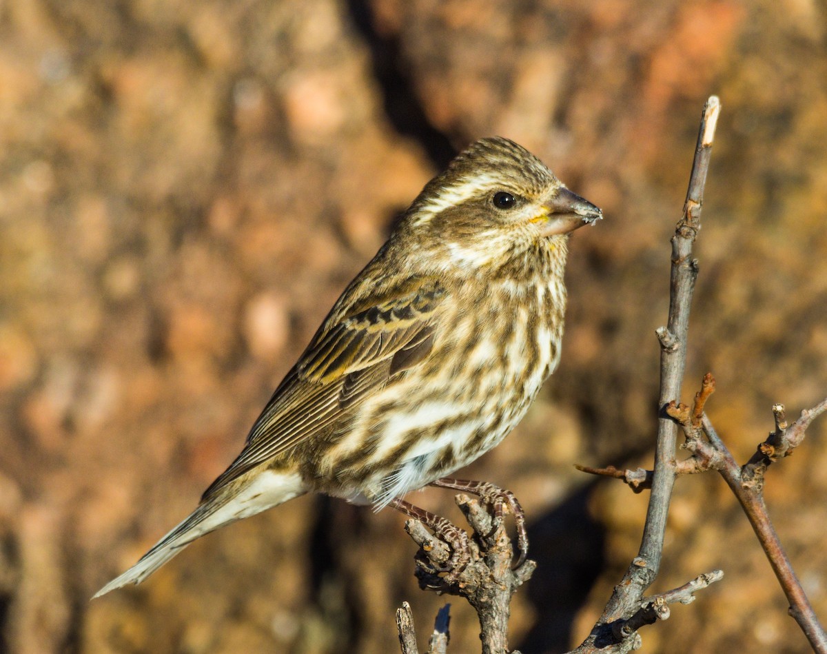 Purple Finch - ML290858631