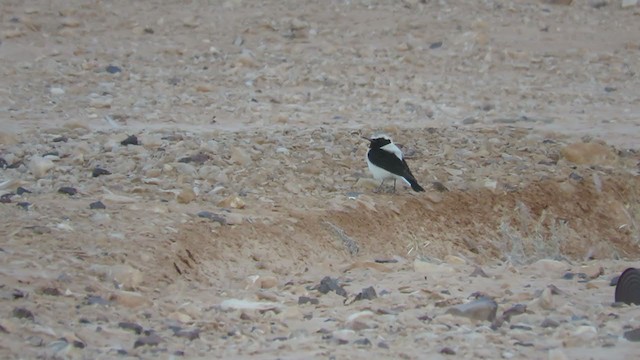 Finsch's Wheatear - ML290859051