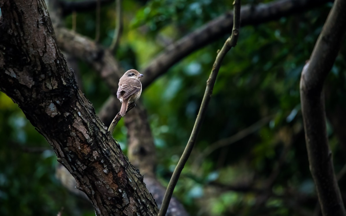 Brown Shrike - ML290860061