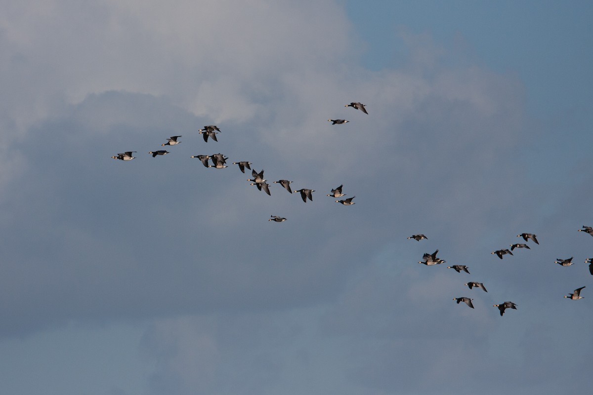 Barnacle Goose - ML290860601