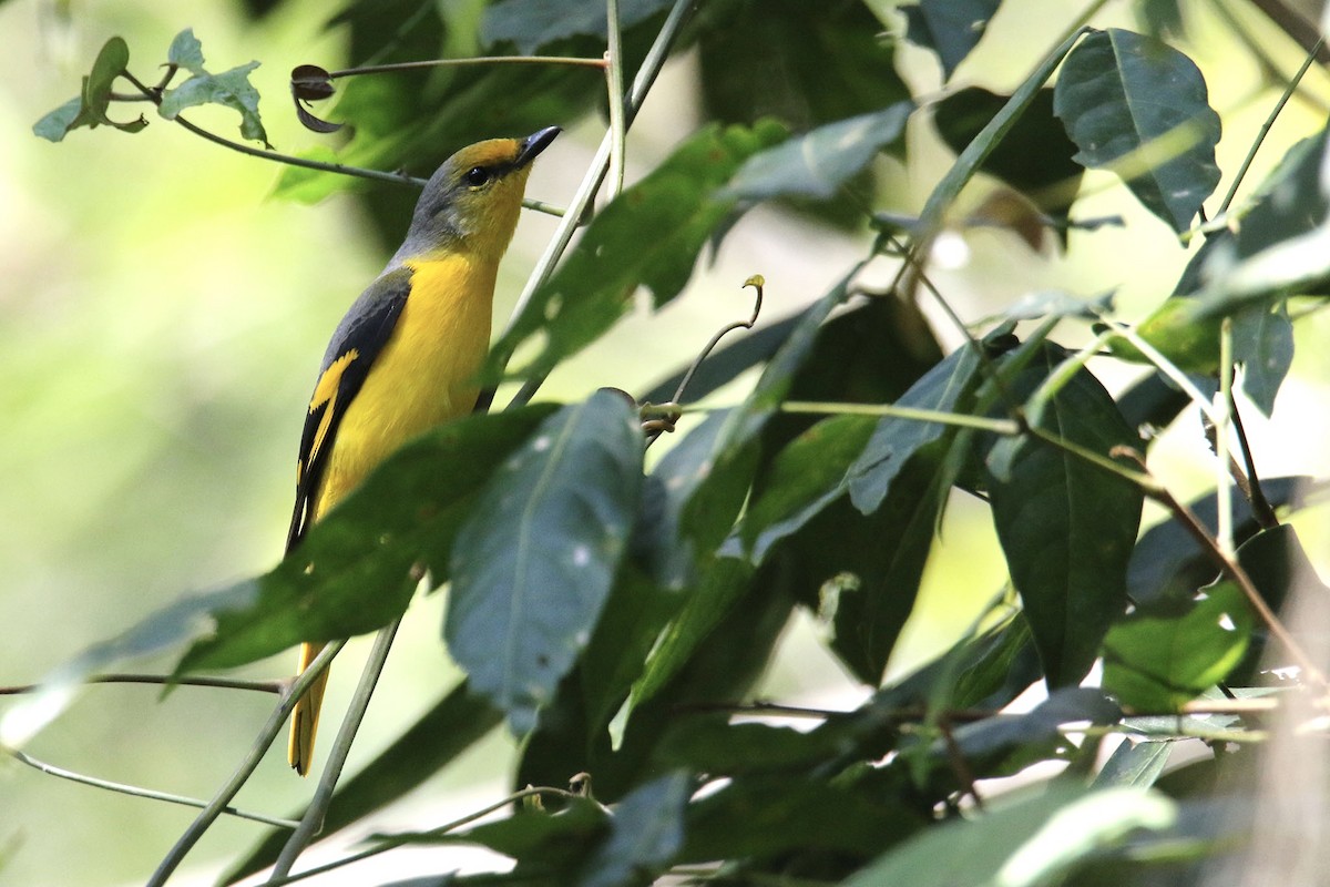 Scarlet Minivet (Scarlet) - ML290860741