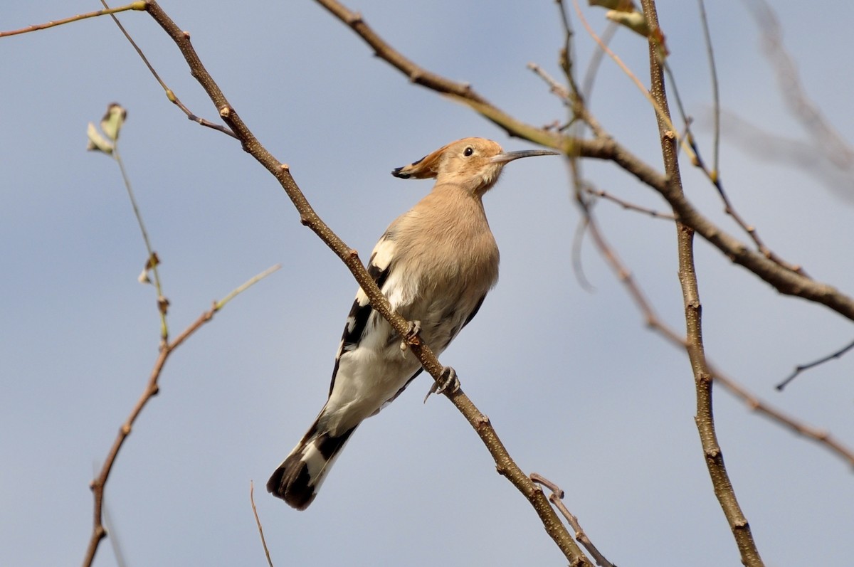 Eurasian Hoopoe - ML290861801