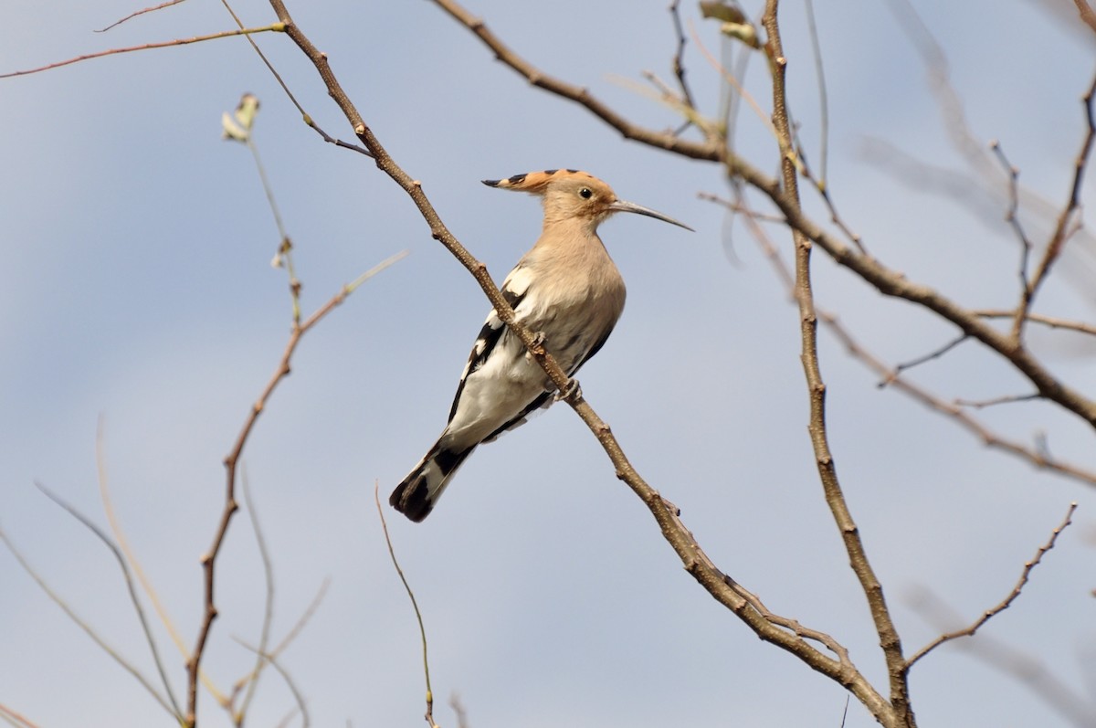 Eurasian Hoopoe - ML290862131