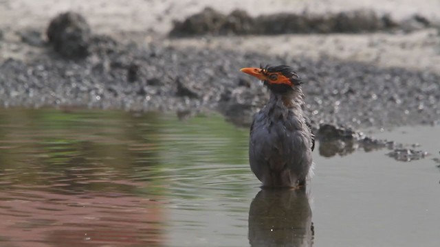 Bank Myna - ML290862781