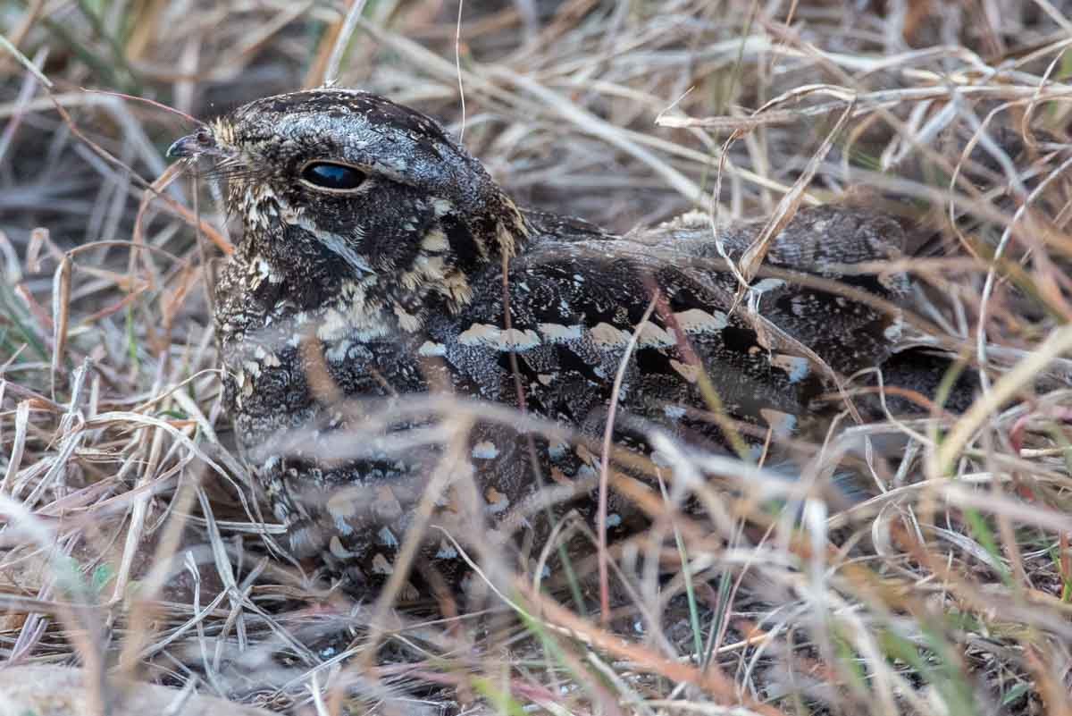 Sombre Nightjar - ML290863051